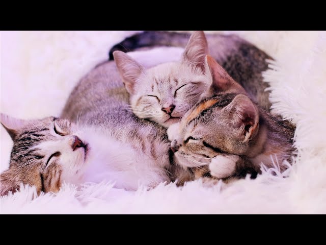 2 HOURS of Purring: Relaxing Kitten Cuddles