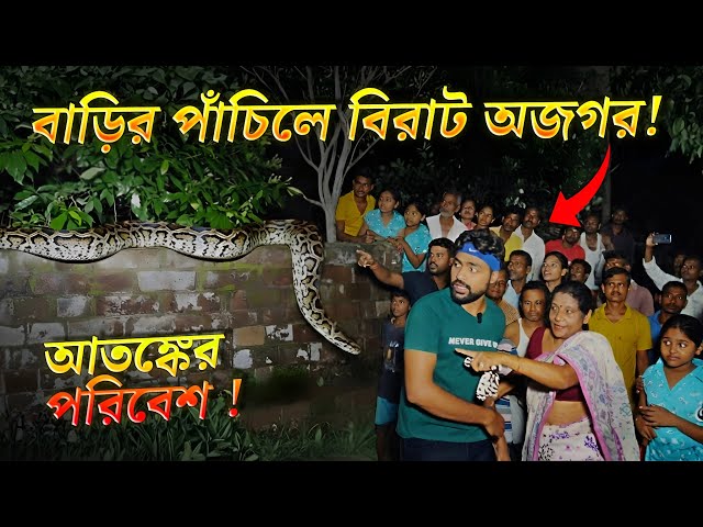 বাড়ীর পাঁচিলে অজগর দেখে আতঙ্কগ্রস্ত গোটা পাড়া! বিরাট সাপ শুয়ে আছে পাঁচিলে! Rock Python Snake