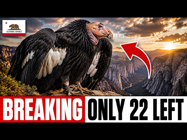They Released 4 California Condors Into a Dead Canyon — 40 Years Later Nobody Expected This