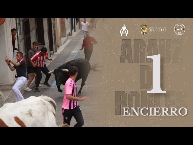 PRIMER ENCIERRO de Cuéllar 2025 | Toros de Araúz de Robles