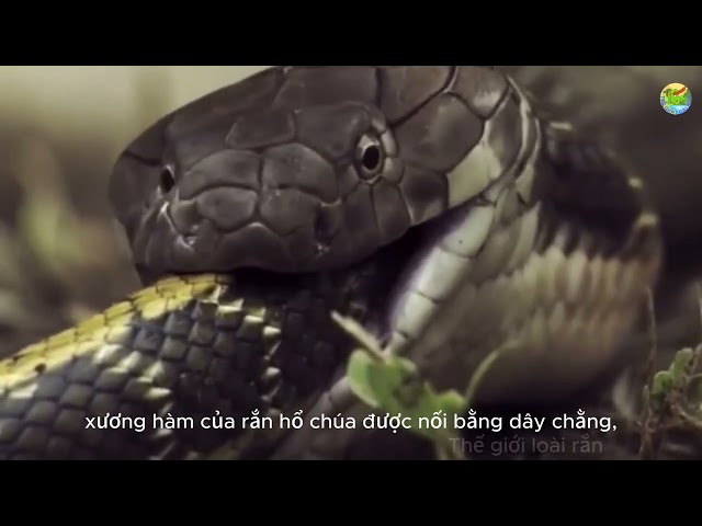 King Cobra Swallows Its Own Kind Whole – A Horrifying Natural Scene In The Snake World!