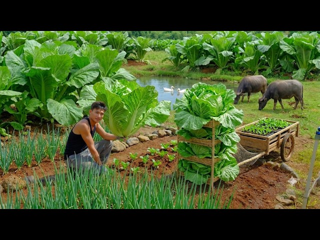 Harvest Lettuce After 45 Days - Cook Fish In Tomato Sauce And Replant The Garden