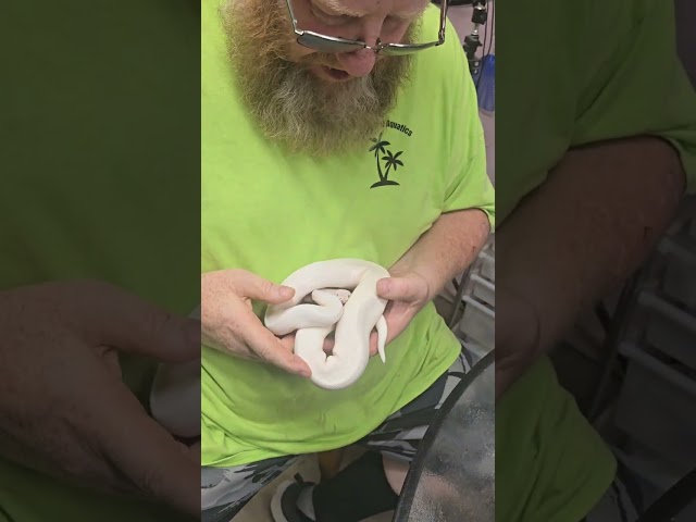 Another update on the channel Palms pythons