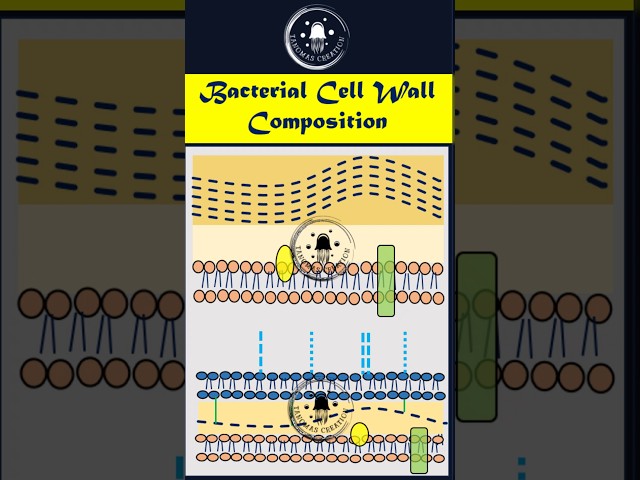 What's Inside a Bacterial Cell Wall? 🔬🦠 | 60 Sec Science Breakdown! #microbiology101