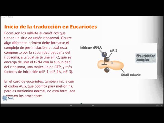 Traducción: Inicio en eucariotes y procariotes