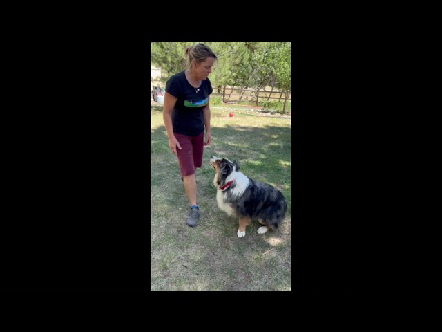 TWC tips for dog-play & ideas re how to use your body & voice to motivate a dog to do (or not to do)