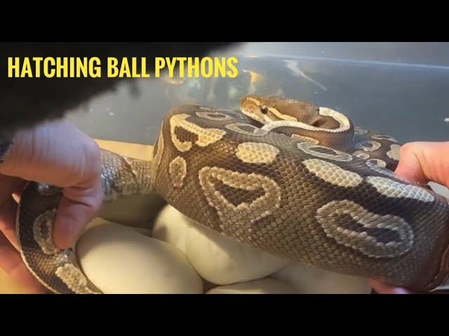 🐍 Hatching Ball Pythons!🧪
