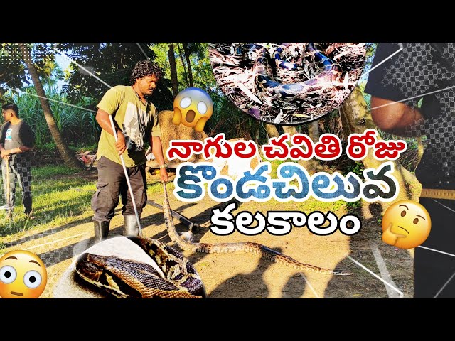 IndianRockpythonrescue#wildvenkat #wildliferescue #snake #dangeroussnake #viral  cll. 9494842149