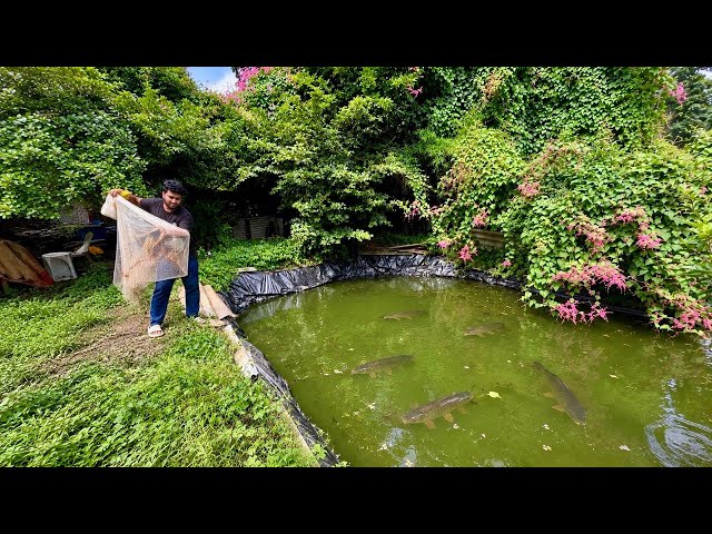 Threw a Cast Net in My Pond for the First Time 🎣🐟 #fish #fishing #castnetfishing