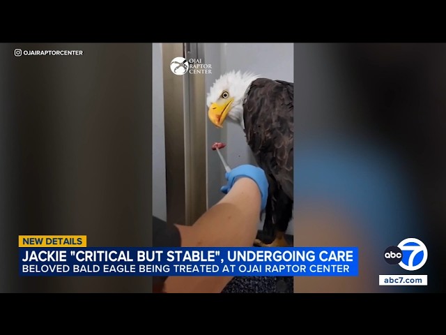 Big Bear bald eagle Jackie shows improvement