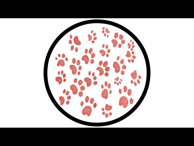PAWSA - THE GROOVY CAT