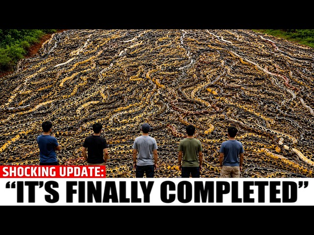 300,000 Pythons Are Eating Florida Alive — And a Deadly Parasite Just Made It Worse