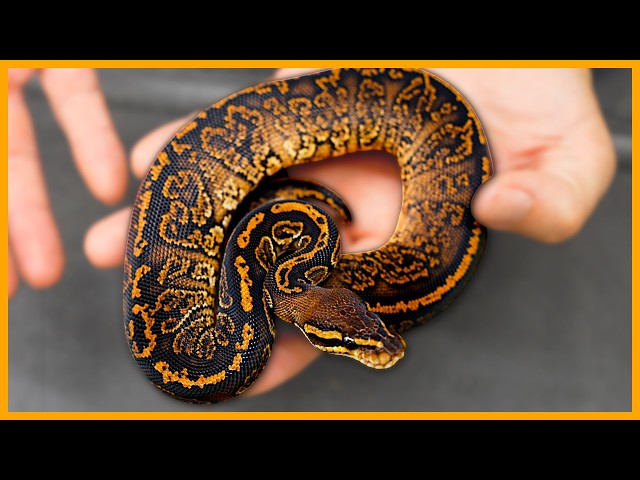 We Bought A NEW Ball Python Project!