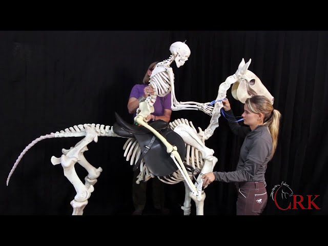 Learn Posting Trot the Right Way by Watching These Skeletons