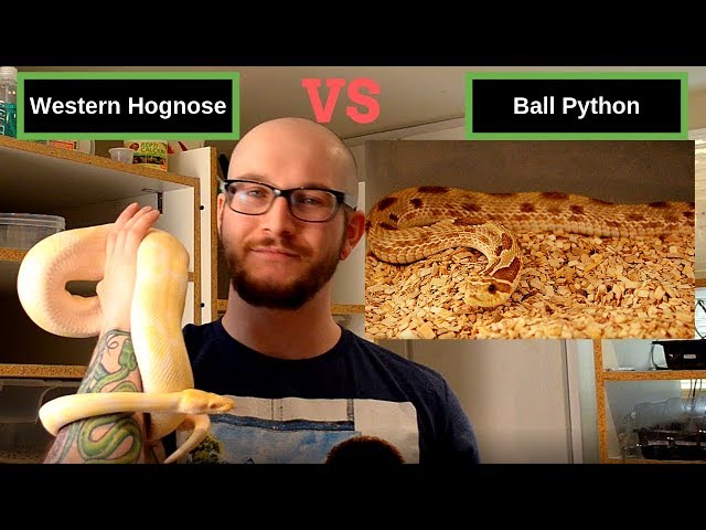 Best Beginner Snake Challenge | Western Hognose Vs Ball Python