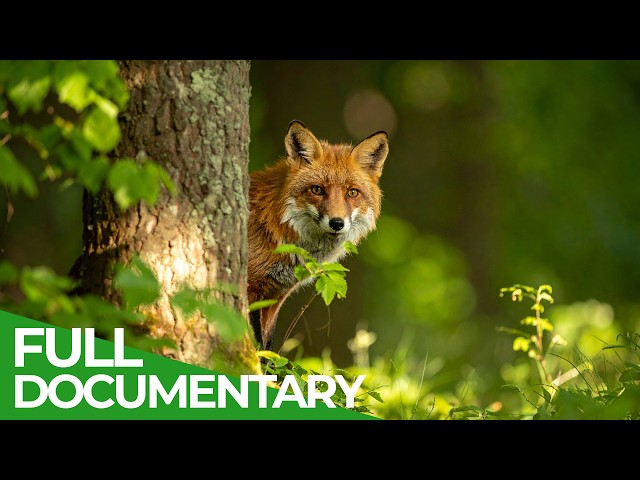 Forests of Our World: Where Wildlife and Wilderness Thrive | Free Documentary Nature
