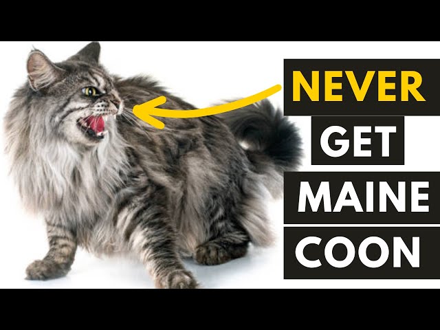 6 Most common Maine Coon Behavior Problems that You should know
