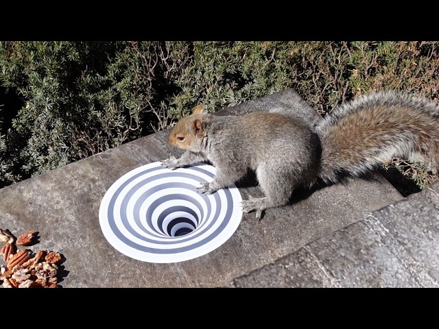 Squirrels' reactions to sinkhole optical illusion