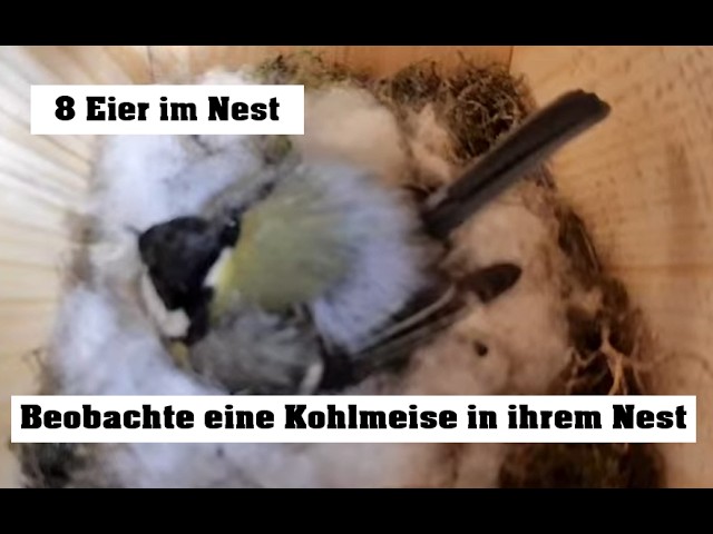 Livecam Nistkasten 2 Brüten Heide DE | Birdbox 2 breeding Heide Germany | Day 03.06.2026