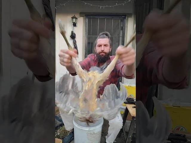 Farmer Boy Art Processing Chicken Roosters #food
