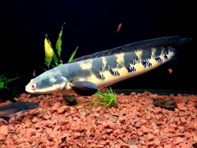 Channa Marulioides (Toman Bunga)