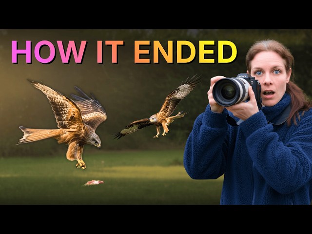 I fed RED KITES in my GARDEN for a year... Here's how it ENDED