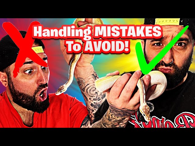 How To Handle a Ball Python WITHOUT Stressing it Out!