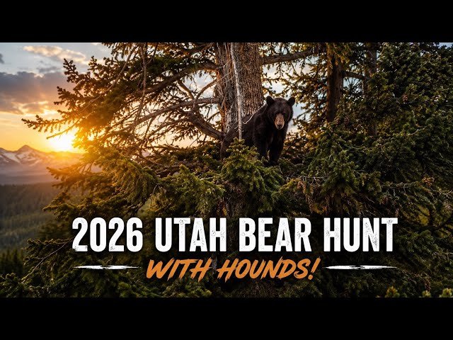 2026 Utah Bear Hunt With Hounds!