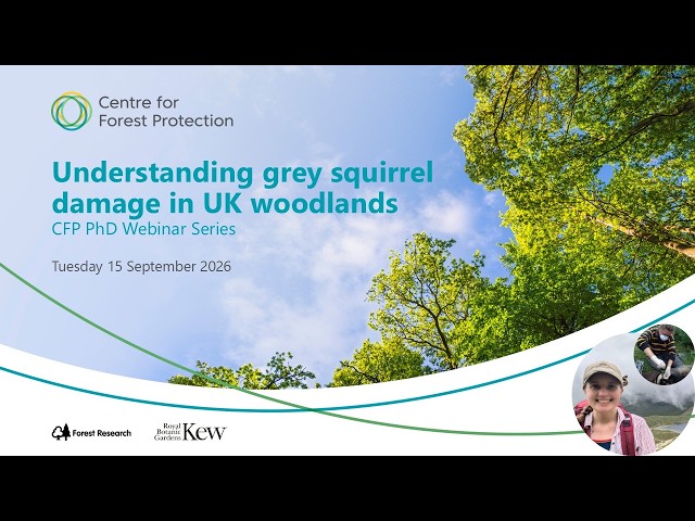 Understanding grey squirrel damage in UK woodlands