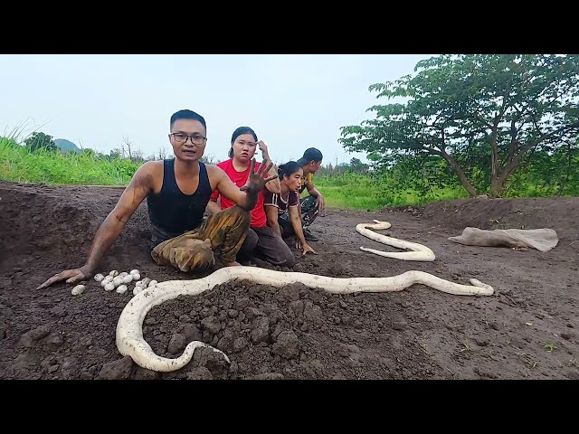 3 Brave Hunters Dig Up and Catch a Giant White Python