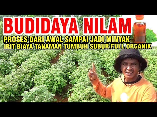 FULL VIDEO 👍HOW TO PLANT PATCHOULI FROM THE BEGINNING TO CHEAP OIL