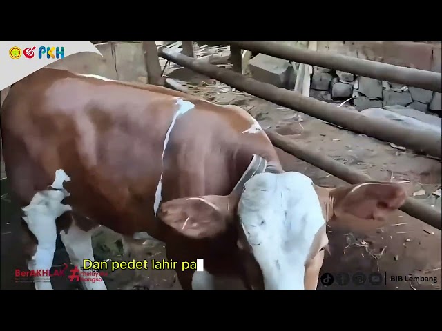 Dilan's Offspring Born in Magelang, Proof of the Success of BIB Lembang's Superior Genetics at th...