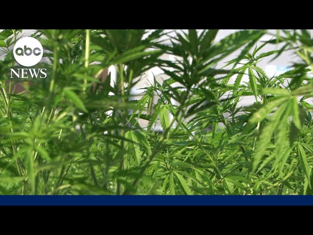 Cannabis may help curb alcohol consumption in trend called 'California sober:' Study