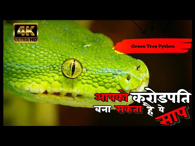 🤑करोडपति बना सकता है ये सांप 👀|| Green Tree Python ||