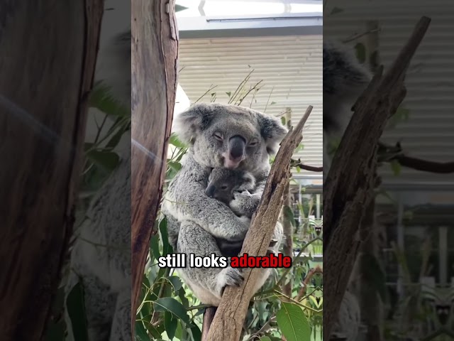 Top 10 Cutest Baby Animals in The World