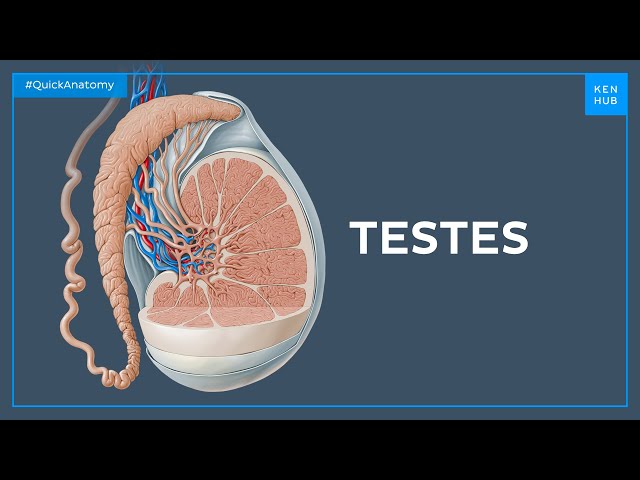 Testes anatomy - Quick Anatomy | Kenhub