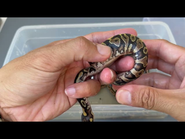 Baby Ball Pythons Hatching 