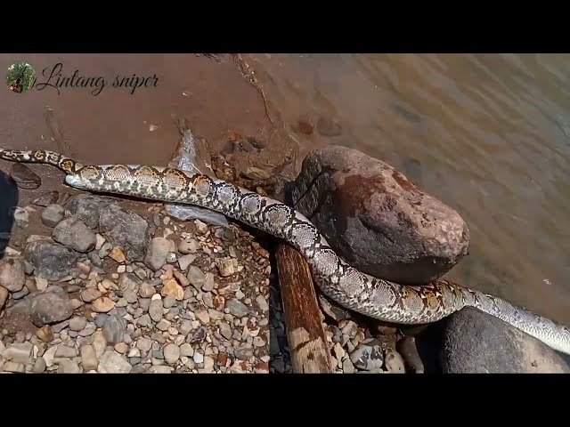 THIS IS THE FIRST TIME TO SEE A KING COBRA VS A PHYTON FIGHT TO THE DEATH.
