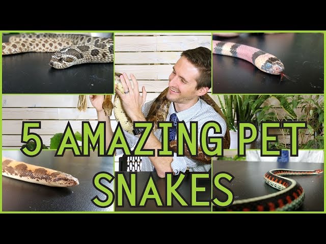 Five of the Best Pet Snakes You Could Possibly Get!