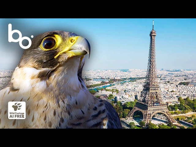 Diving at 217 mph: The Peregrine Falcon, Ruler of Paris' Skies | Raptor | BOREALES