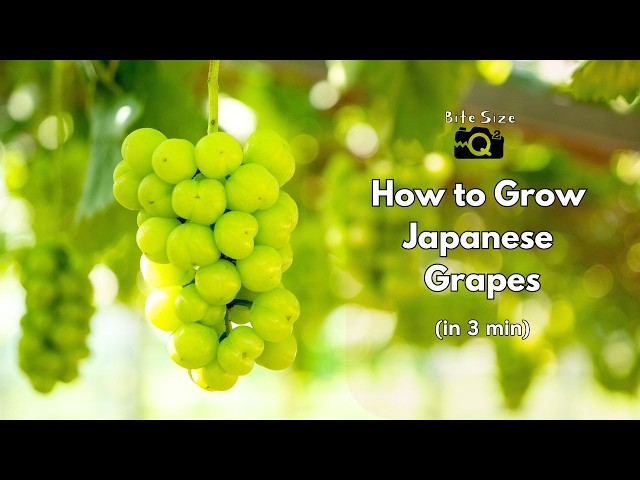 Japanese Grape Farming in 3 minutes