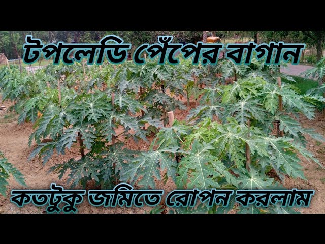 হাইব্রিড পেঁপে বাগান।।তাইওয়ানের টপলেডি জাতির পেঁপে চাষ।। Parvez World