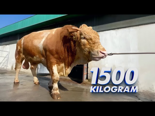 1500kg Giant Simmental Bull | Biggest Bull in the World! 🐃🔥