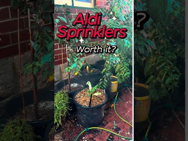 Cheap Aldi Garden Sprinklers Put to the Test!