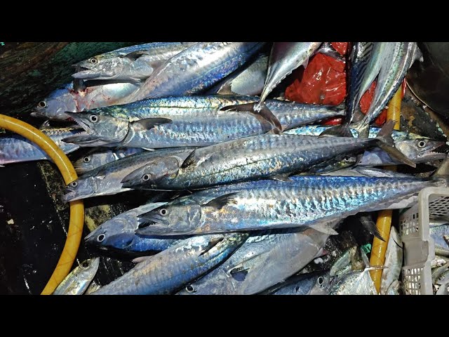 BEYOND EXPECTATIONS!! IT TOOK 4 NIGHTS TO FINALLY SEE SOME RESULTS - FISHERMAN VLOG STORY