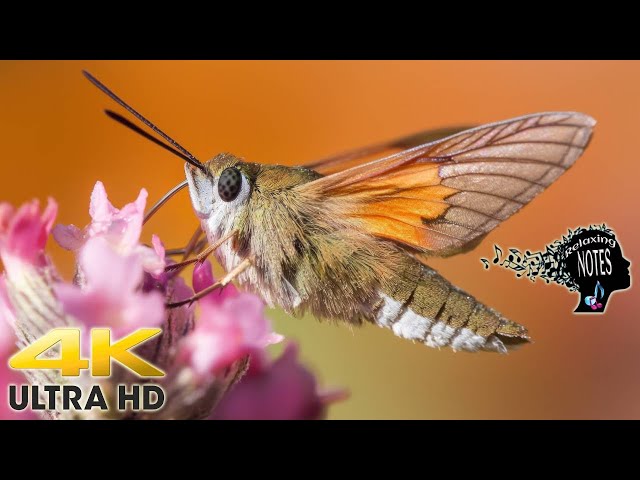 4K Amazing Hummingbird Moth Flying & Feeding On Nectar  -- Calming & Soothing Ambiance Piano Music