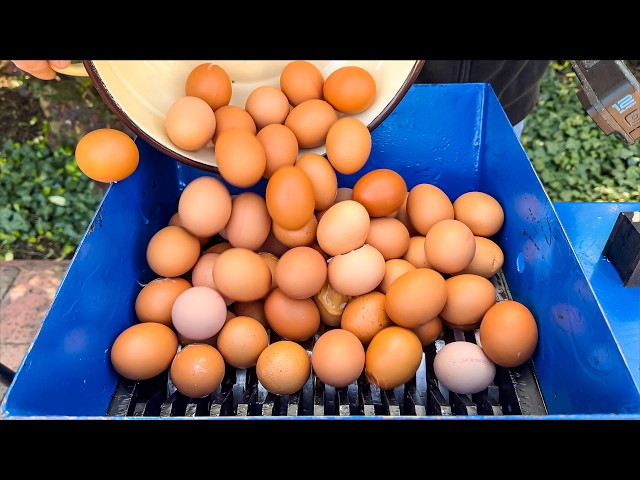 Shredding 100 EGGS! Amazing Video!