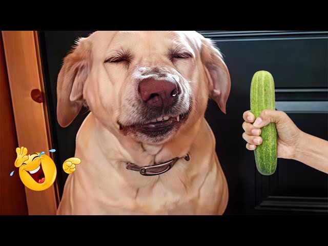 Super Funny Animal Video Clips  😹🐶 The Funniest Cat & Dog Moments Compilation 😁