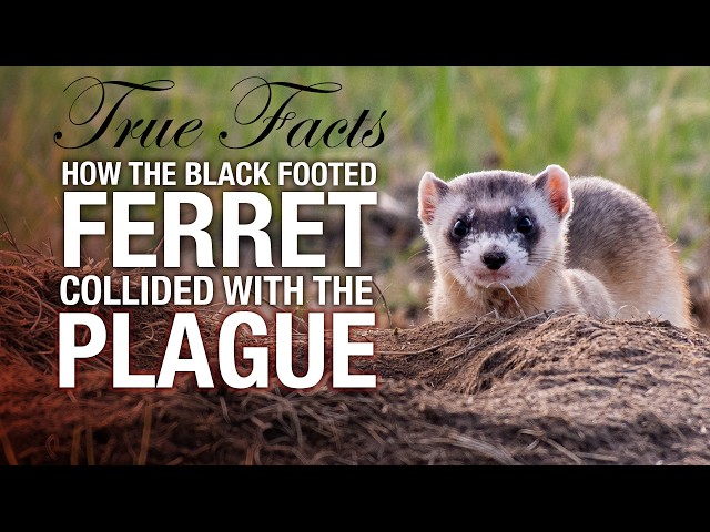 True Facts: The Ferret and the Plague