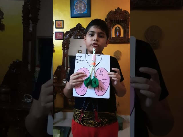 EVS Science project class 5 respiratory system..breathing lungs 🫁 model